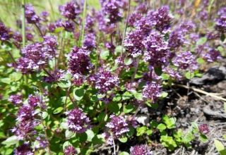 How to properly grow and care for thyme (thyme) at home in a pot