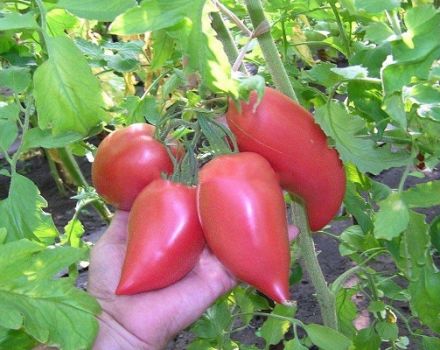 Descripción de la variedad coreana de tomate de fruto largo, sus características y productividad.