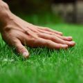 Description de l'herbe à gazon qui détruit les mauvaises herbes et comment semer la zone