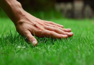 Description of lawn grass that destroys weeds and how to sow the area