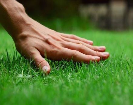 Description of lawn grass that destroys weeds and how to sow the area