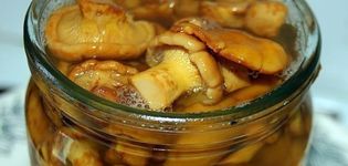 Recettes de cuisine Comment saler les chanterelles pour l'hiver dans des bocaux à la maison