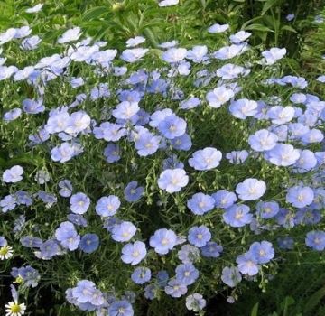 Planting and caring for perennial flax in the open field, growing from seeds