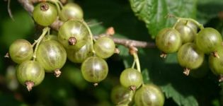 Descripción y características de las variedades, cultivo y cuidado de la grosella verde.