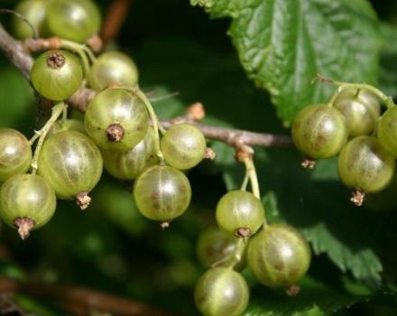 Description et caractéristiques des variétés de cassis vert, culture et entretien