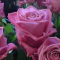 Characteristics and description of the Aqua rose, planting, growing and care