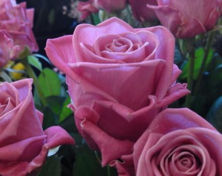 Characteristics and description of the Aqua rose, planting, growing and care