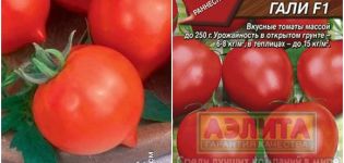 Caractéristiques et description de la variété de tomate Hali Gali, son rendement