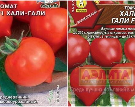 Características y descripción de la variedad de tomate Hali Gali, su rendimiento