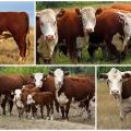 Characteristics of Kazakh white-headed cows, advantages and disadvantages of the breed