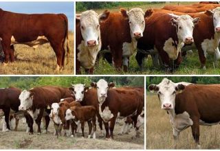 Characteristics of Kazakh white-headed cows, advantages and disadvantages of the breed