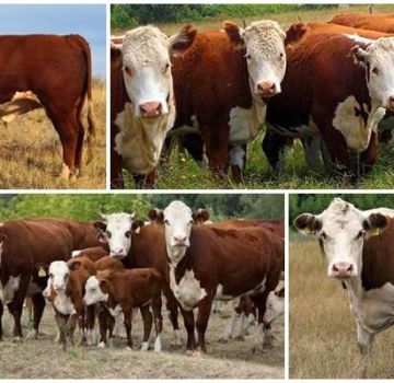 Características de las vacas kazajas de cabeza blanca, ventajas y desventajas de la raza.