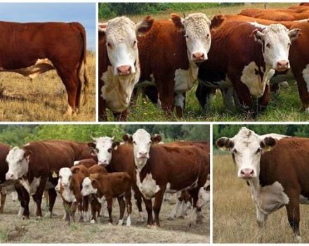 Características de las vacas kazajas de cabeza blanca, ventajas y desventajas de la raza.