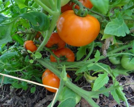 Caractéristiques et description de la variété de miel de tomate au miel (miel de rosée)