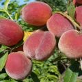 Descriptions of the 20 best varieties of Crimean peaches and growing rules