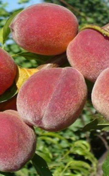 Descriptions of the 20 best varieties of Crimean peaches and growing rules