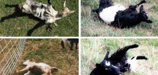 Description and characteristics of faint goats, rules of keeping