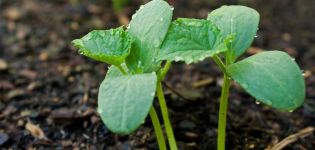 À quelle distance avez-vous besoin de planter des concombres avec des semis et des graines en plein champ