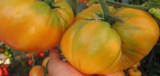 Características y descripción de la variedad de tomate Gigante amarillo