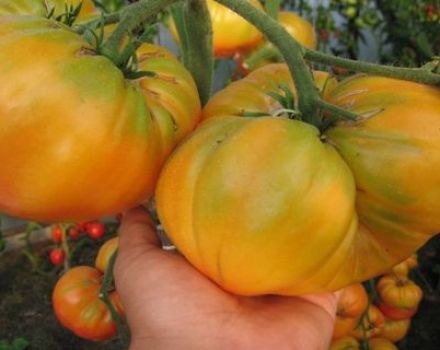 Characteristics and description of the tomato variety Yellow giant