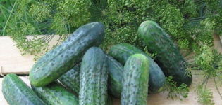 Description of the Atlantis f1 cucumber variety, features of cultivation and yield