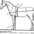 Combien peut peser un cheval en moyenne et comment déterminer sa masse, records du monde