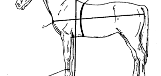 How much can a horse weigh on average and how to determine mass, world records