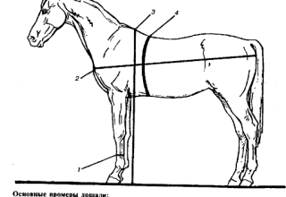 Combien peut peser un cheval en moyenne et comment déterminer sa masse, records du monde