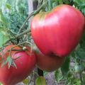 Caractéristiques et description de la variété de tomate Batianya, son rendement