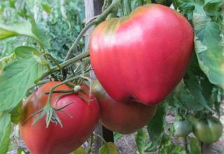 Caractéristiques et description de la variété de tomate Batianya, son rendement