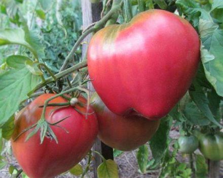 Características y descripción de la variedad de tomate Batianya, su rendimiento.