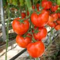 The best varieties of tomatoes for open ground in the Nizhny Novgorod region