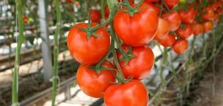 Las mejores variedades de tomates para campo abierto en la región de Nizhny Novgorod.