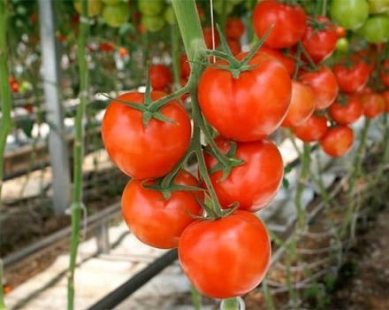 Las mejores variedades de tomates para campo abierto en la región de Nizhny Novgorod.