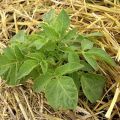 Step-by-step description of the method of growing potatoes under hay or straw