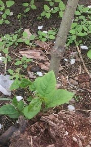 Les meilleures méthodes pour se débarrasser de la croissance des arbres sur le site