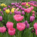 When is it better to plant tulips in the fall in the Moscow region