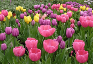 Quand est-il préférable de planter des tulipes à l'automne dans la région de Moscou