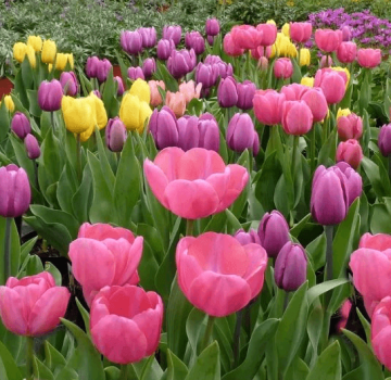 Quand est-il préférable de planter des tulipes à l'automne dans la région de Moscou