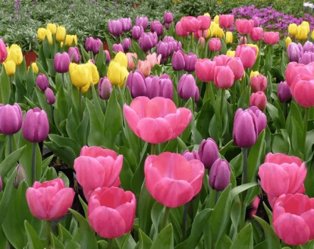 Quand est-il préférable de planter des tulipes à l'automne dans la région de Moscou