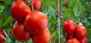 Ciri dan keterangan mengenai varieti tomato Gilgal