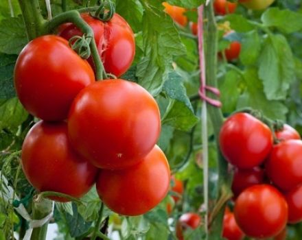 Ciri dan keterangan mengenai varieti tomato Gilgal