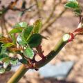 Cuándo y cómo podar mejor las rosas en el otoño, las reglas para prepararse para el invierno.