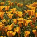 Descripción de variedades y cultivo de escholzia perenne, plantación y cuidado.