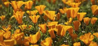 Descripción de variedades y cultivo de escholzia perenne, plantación y cuidado.