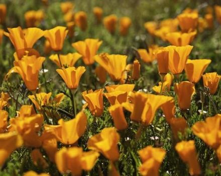 Descripción de variedades y cultivo de escholzia perenne, plantación y cuidado.