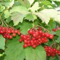 Rules, terms and schemes for pruning viburnum for beginners