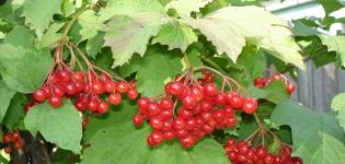 Règles, termes et schémas d'élagage du viburnum pour les débutants