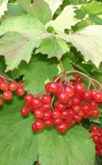 Règles, termes et schémas d'élagage du viburnum pour les débutants