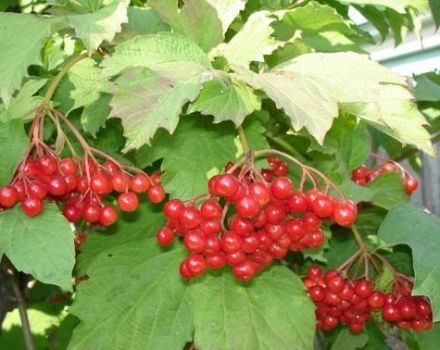 Rules, terms and schemes for pruning viburnum for beginners